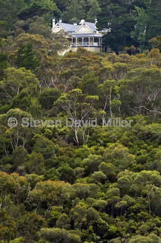 wentworth;blue mountains;blue mountains forest;blue mountains trees;steven david miller;natural wanders